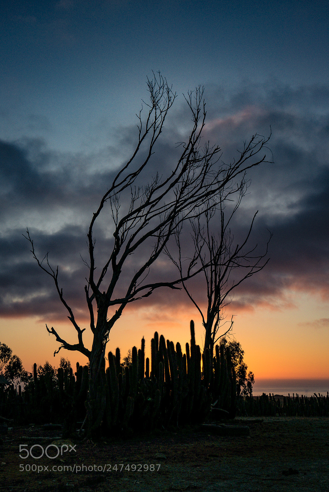 Panasonic Lumix DMC-LX100 sample photo. Desert dead tree photography