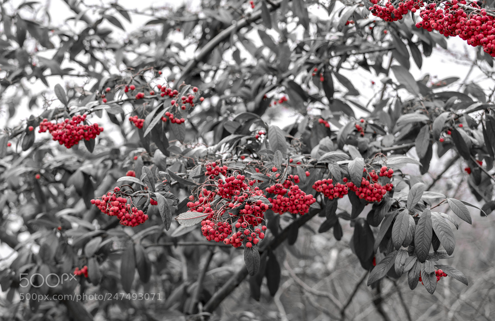 Sony a7R III sample photo. Just the berries photography