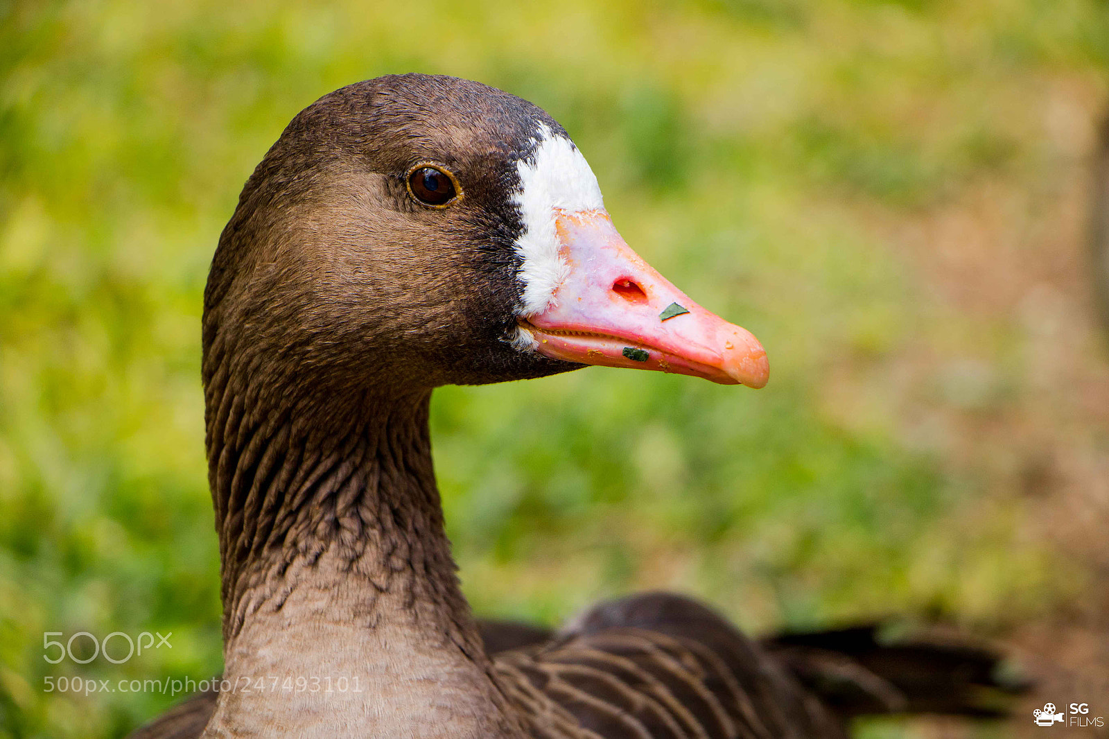 Canon EOS 7D Mark II sample photo. Duck photography