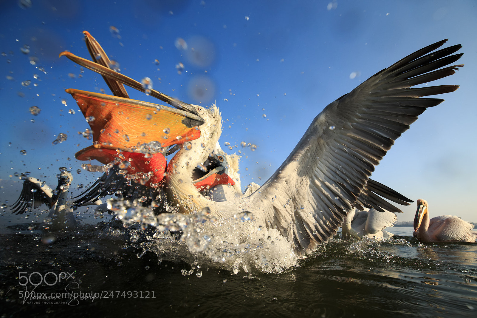 Canon EOS-1D X sample photo. Dalmatian pelikan (pelecanus crispus) photography