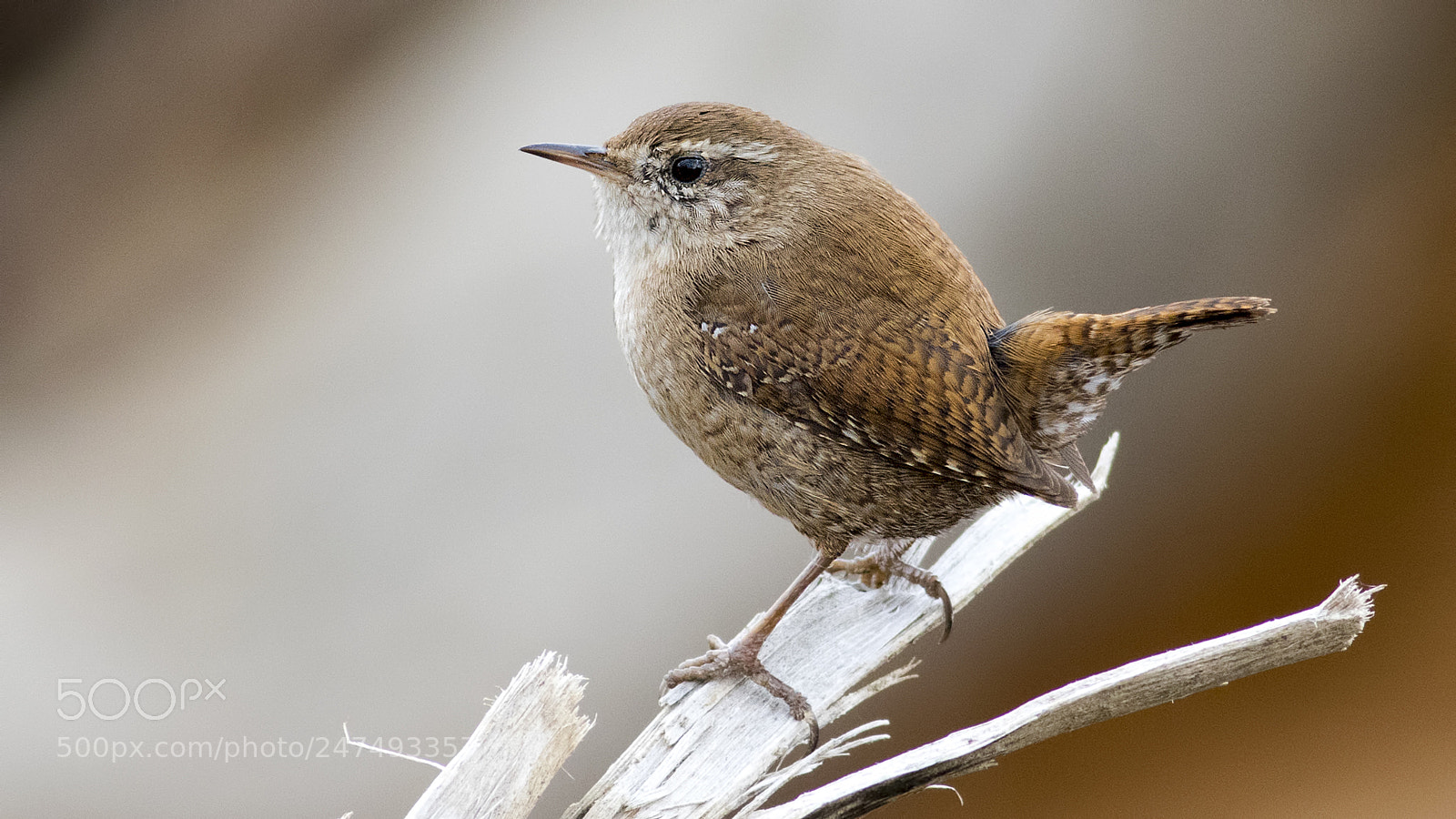 Canon EOS 7D Mark II sample photo. Eurasia wren photography