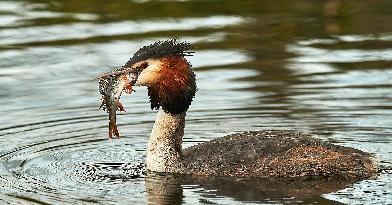 Sony SLT-A58 sample photo. Great crested grebe photography