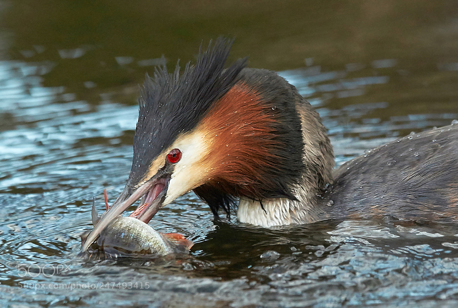 Sony SLT-A58 sample photo. Great crested grebe photography