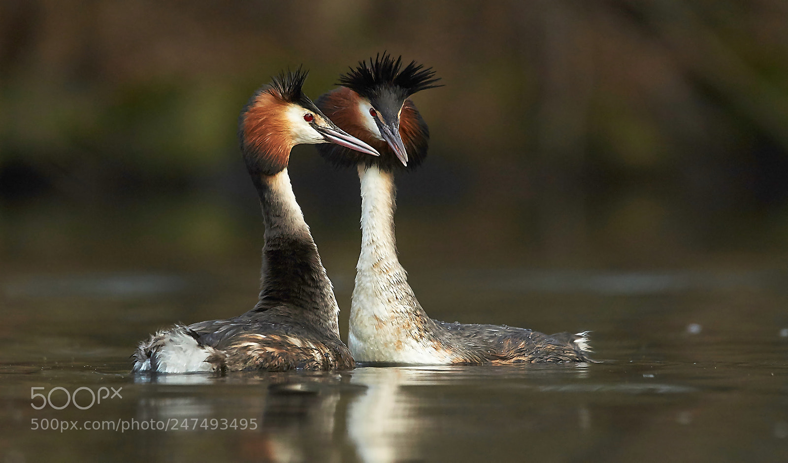 Sony SLT-A58 sample photo. Great crested grebe photography