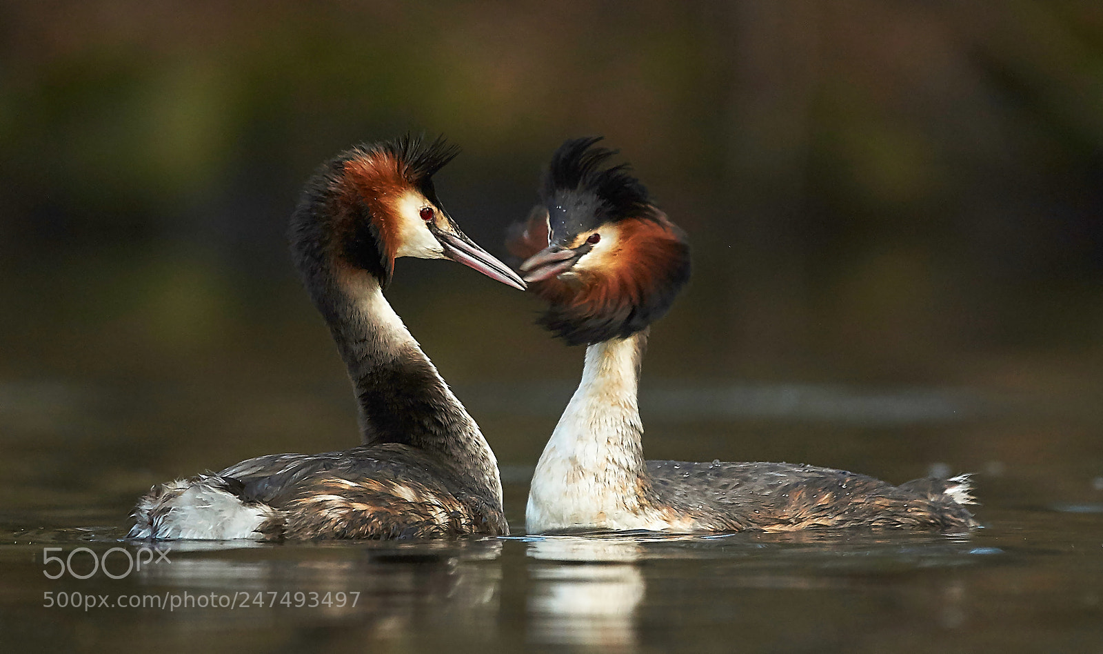 Sony SLT-A58 sample photo. Great crested grebe photography