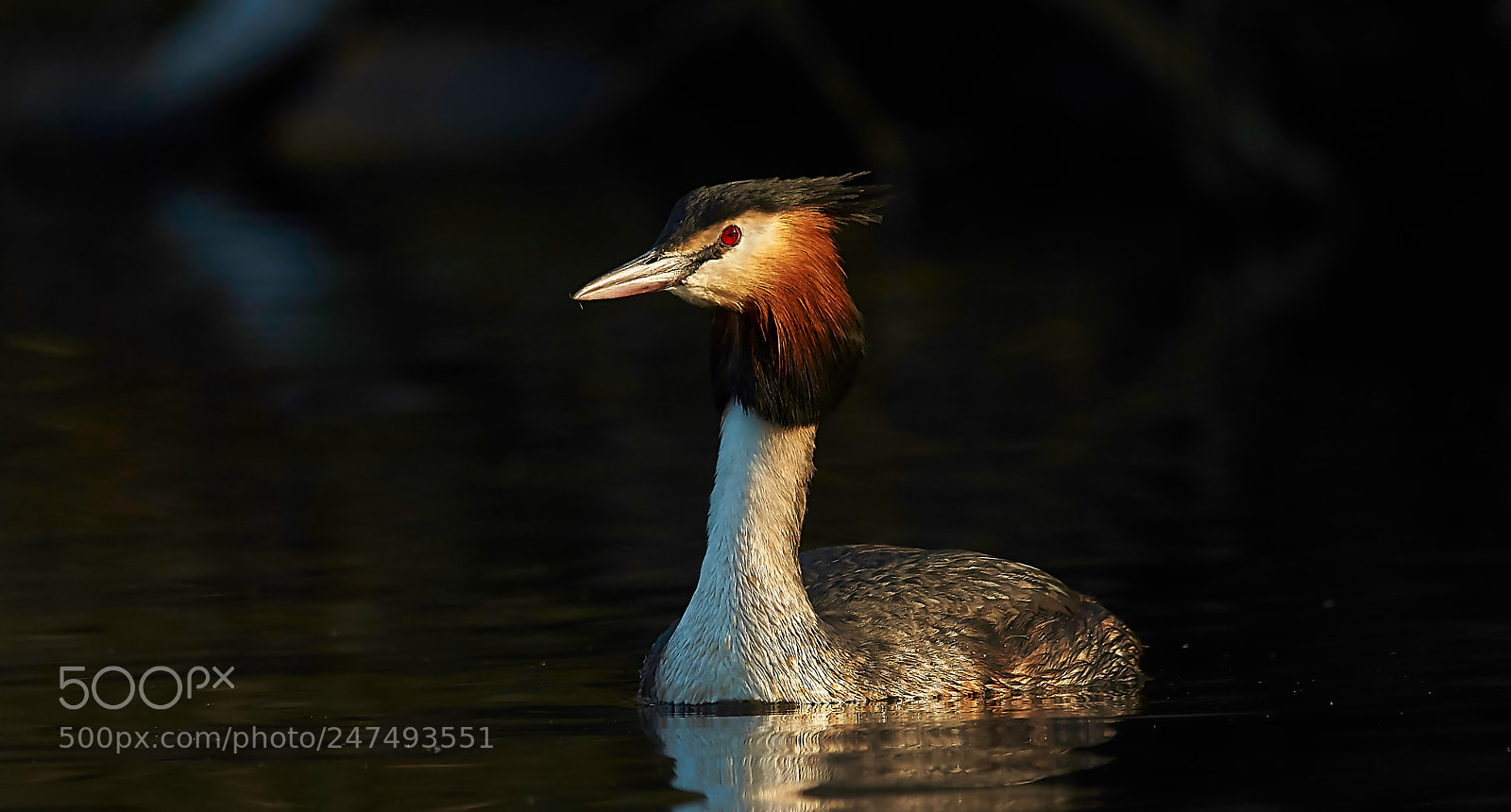 Sony SLT-A58 sample photo. Great crested grebe photography