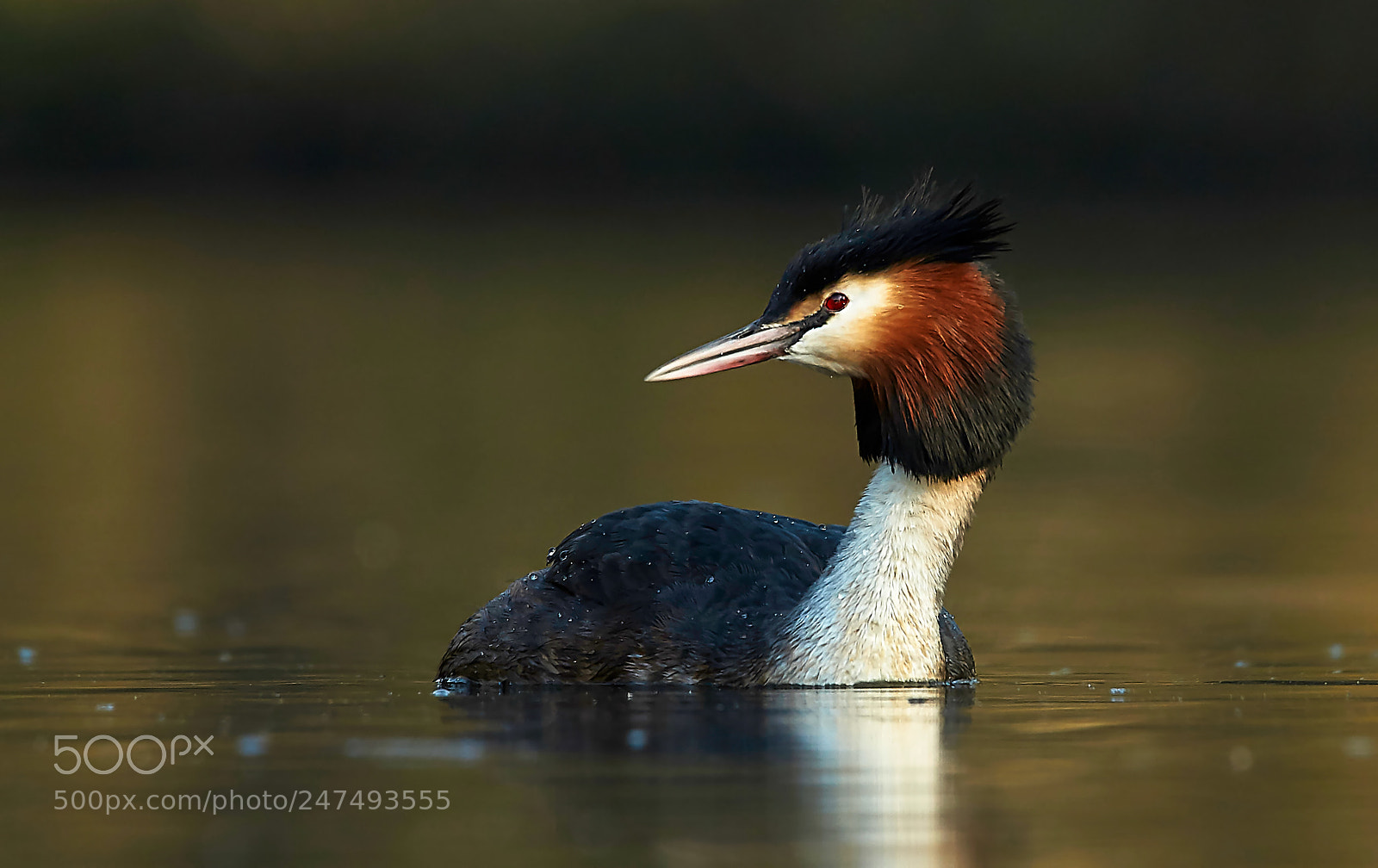 Sony SLT-A58 sample photo. Great crested grebe photography