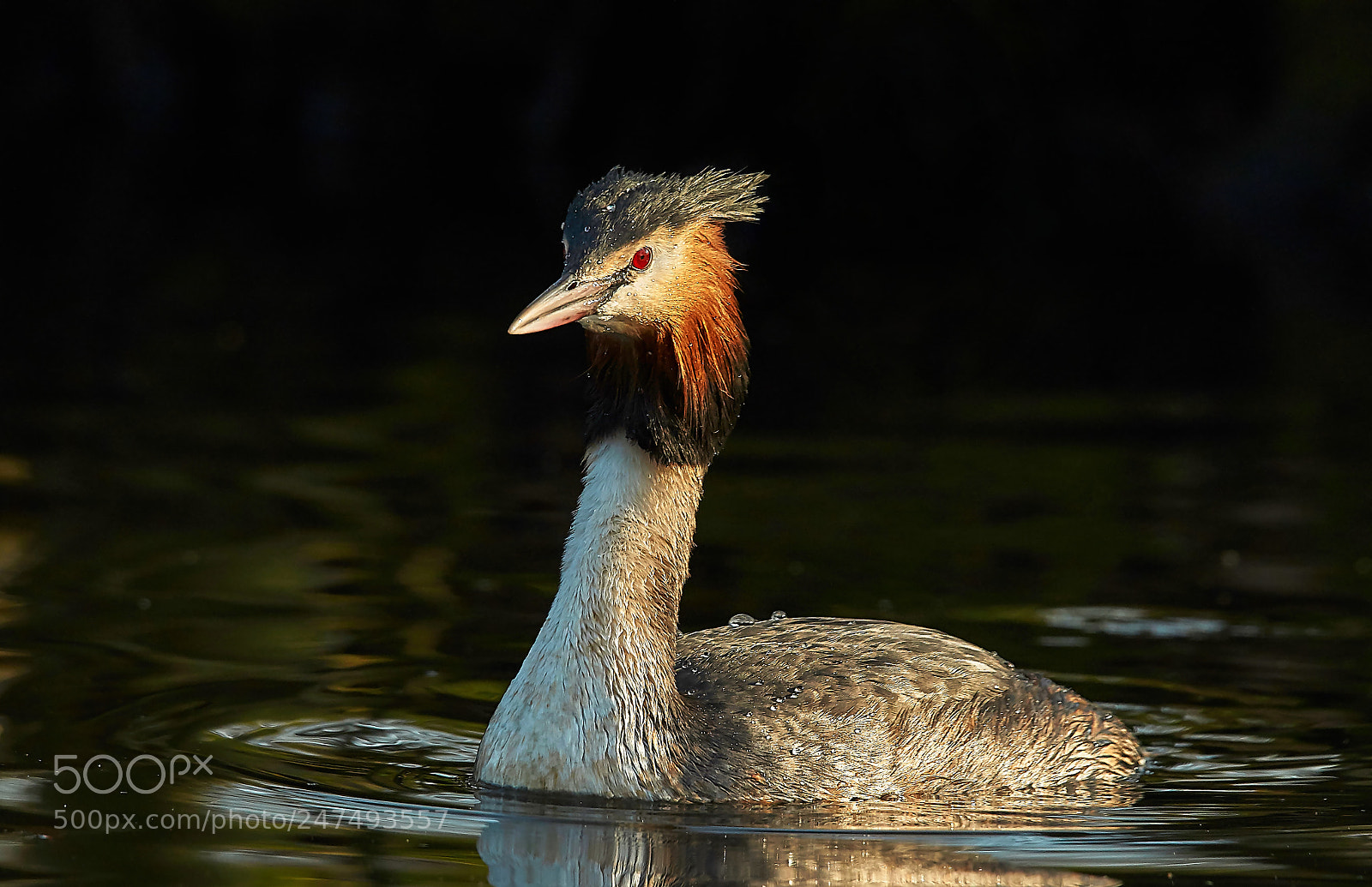 Sony SLT-A58 sample photo. Great crested grebe photography