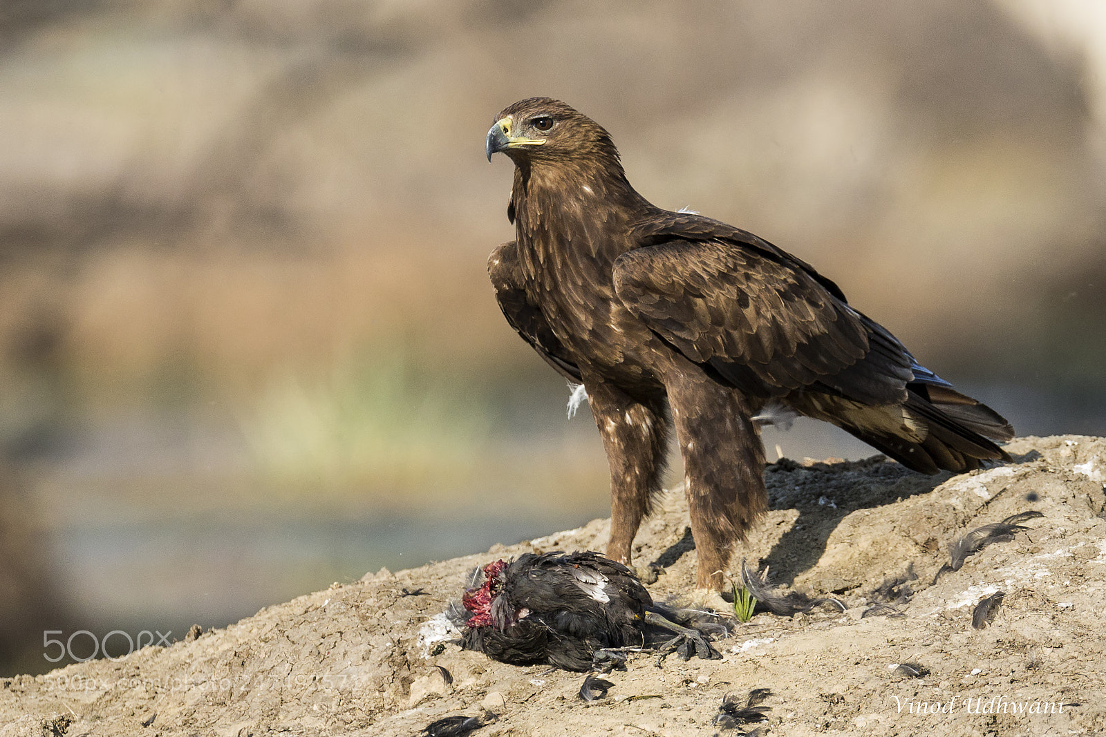 Canon EOS-1D X sample photo. Greater spotted eagle photography