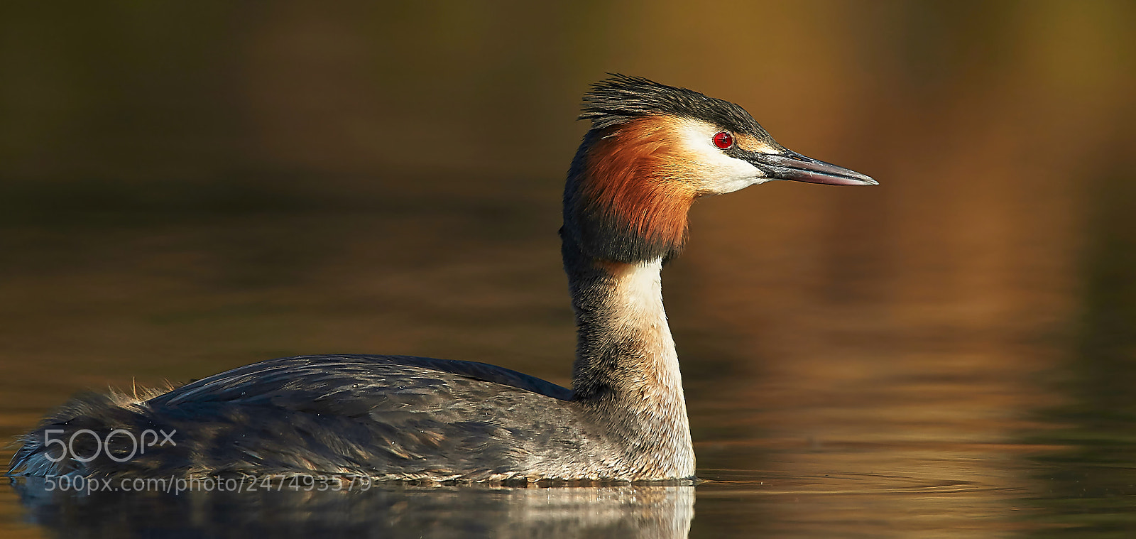Sony SLT-A58 sample photo. Great crested grebe photography