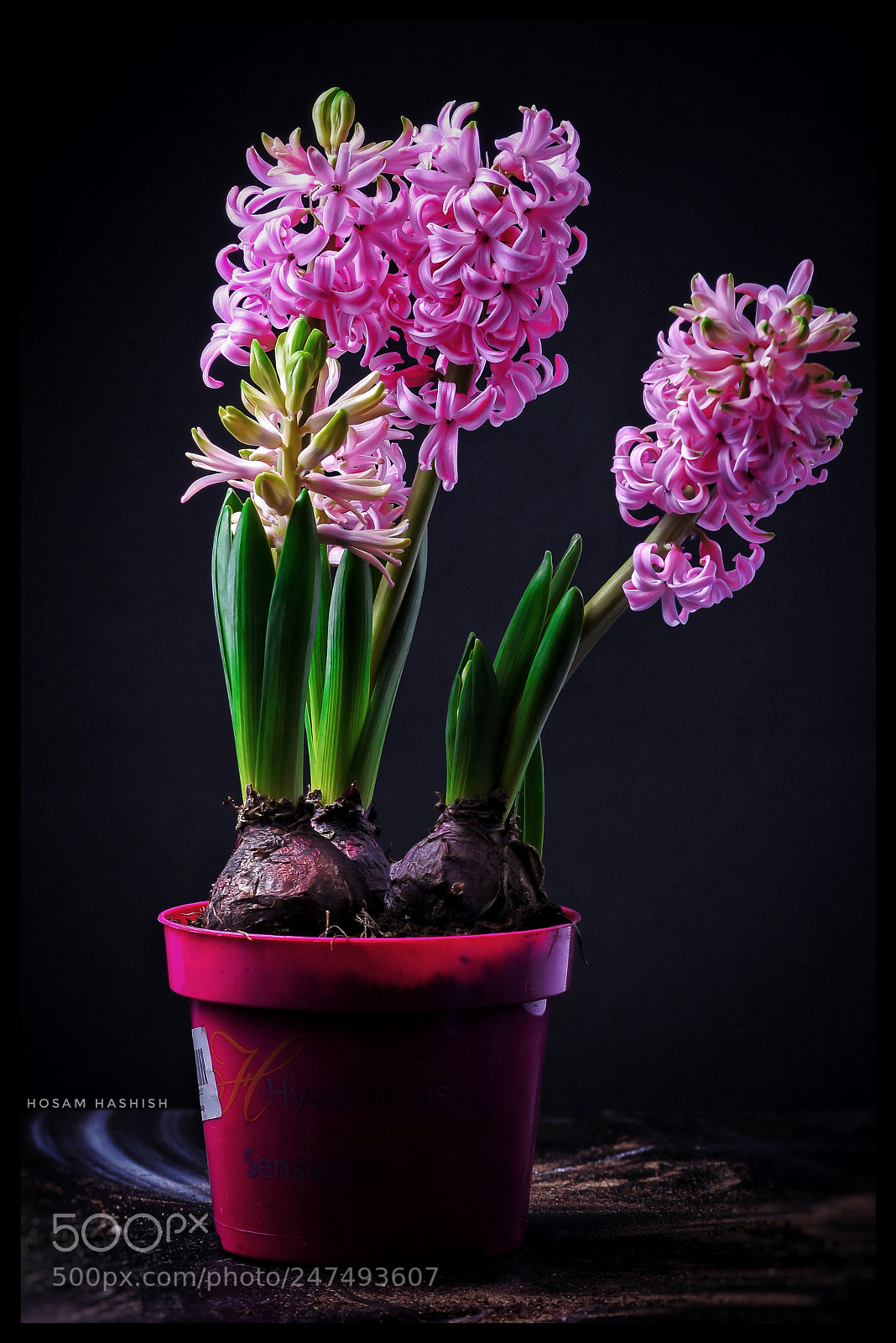 Nikon D7200 sample photo. Untitled photography