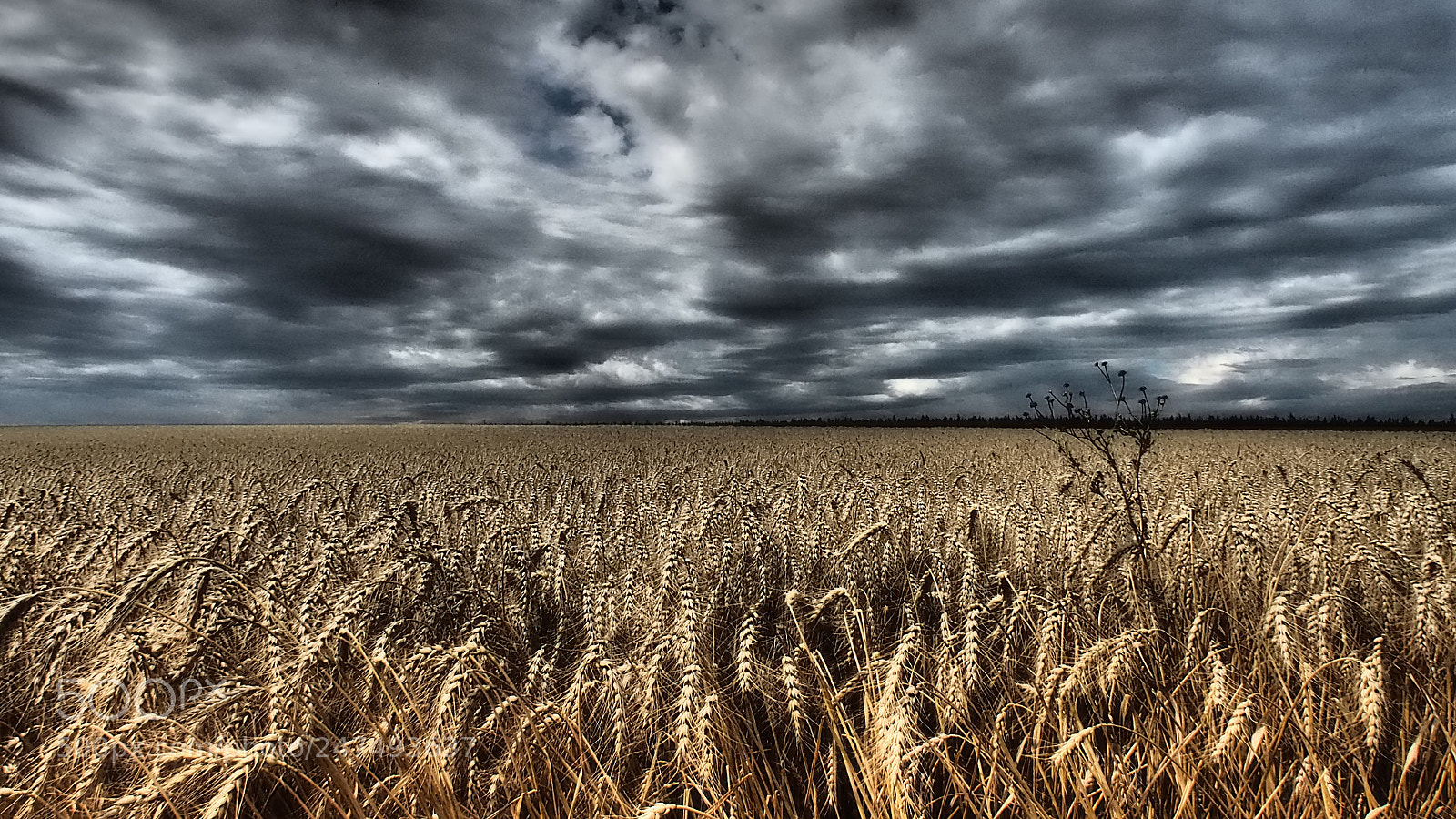 Olympus OM-D E-M10 sample photo. Fields of gold photography