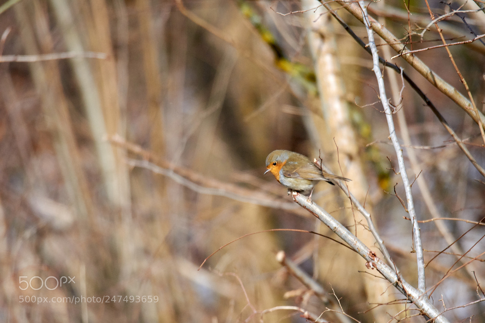 Nikon D7200 sample photo. Little robin photography