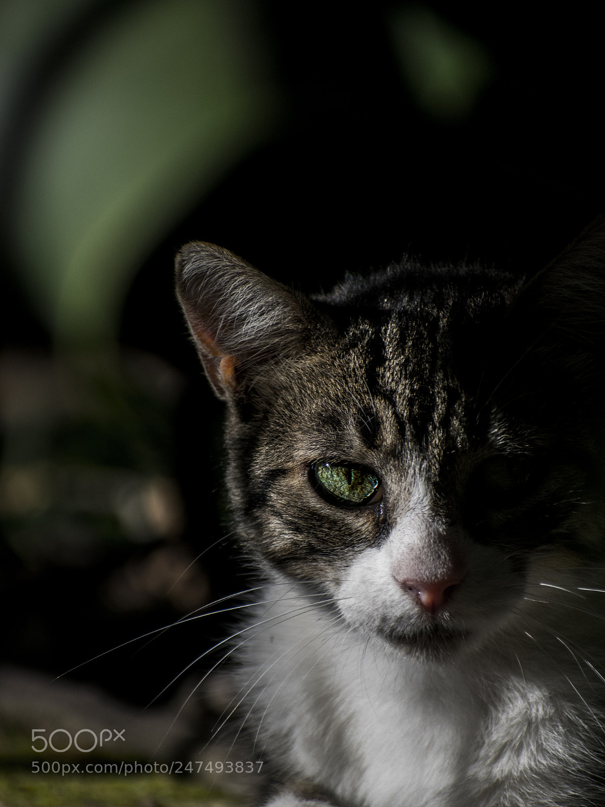 Nikon D3400 sample photo. Untitled photography
