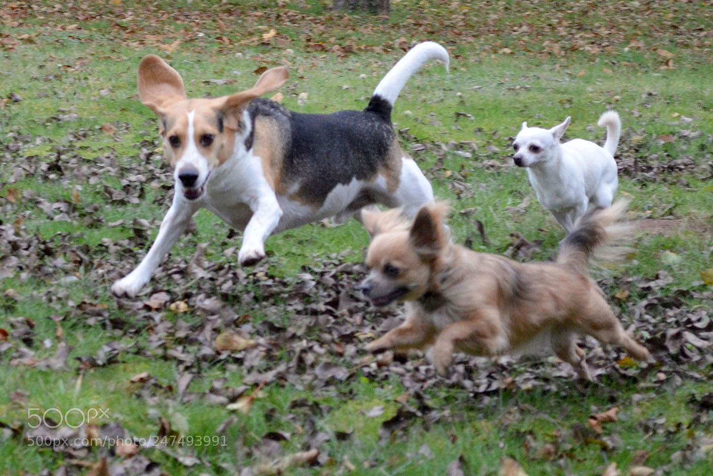 Nikon D5100 sample photo. Dogs in action photography