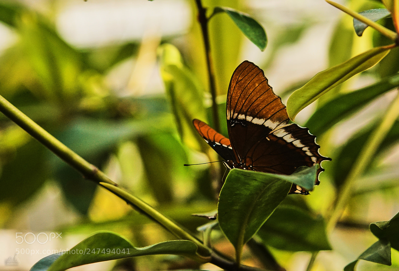 Sony ILCA-77M2 sample photo. Siproeta photography