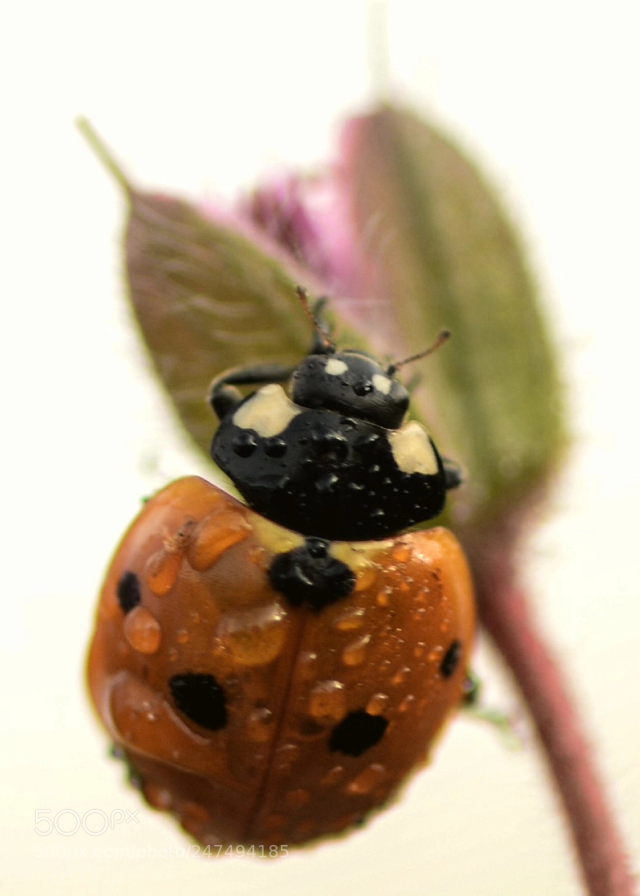 Nikon D7100 sample photo. Ladybug photography