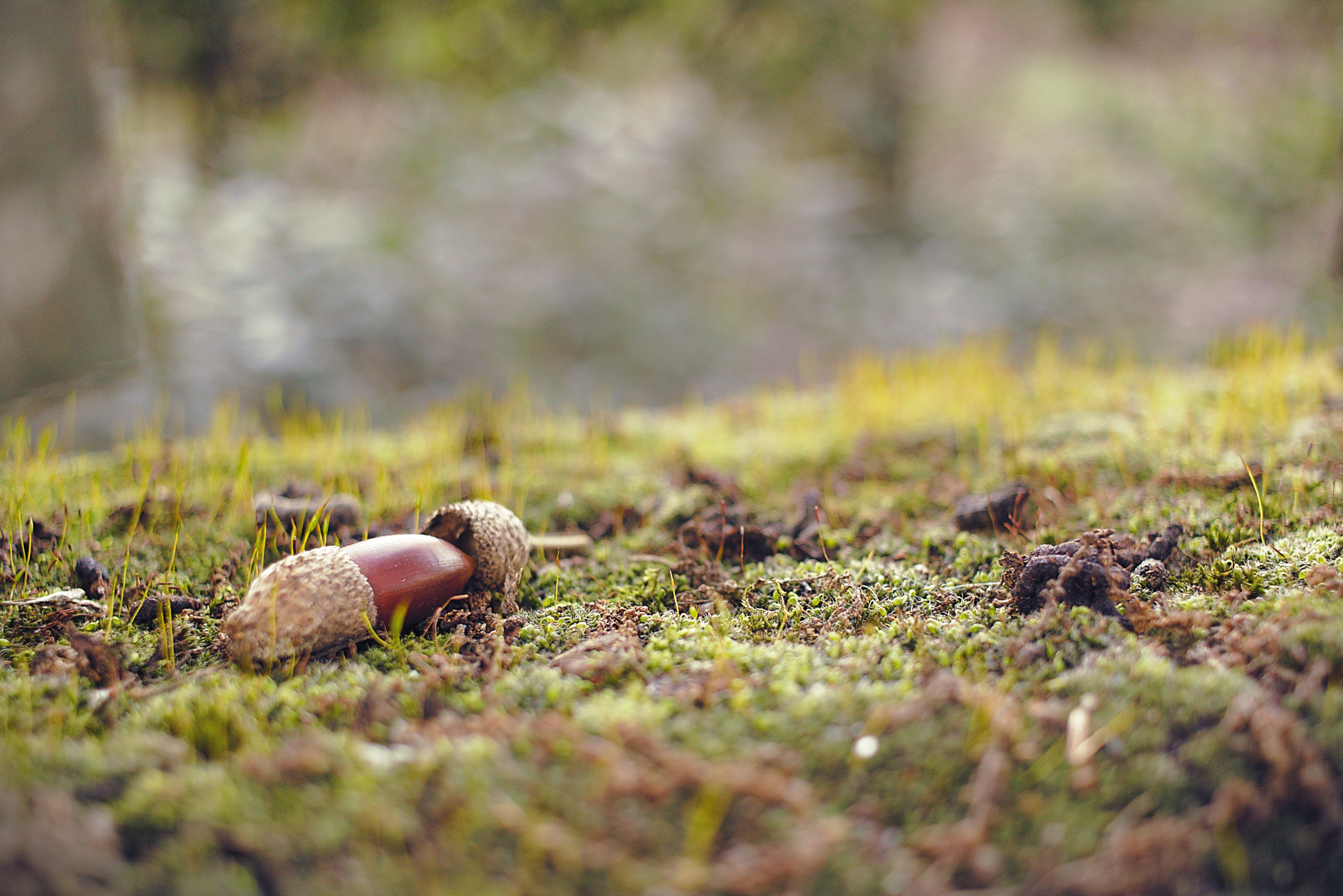Canon EF-S 24mm F2.8 STM sample photo. Mousse et gland photography