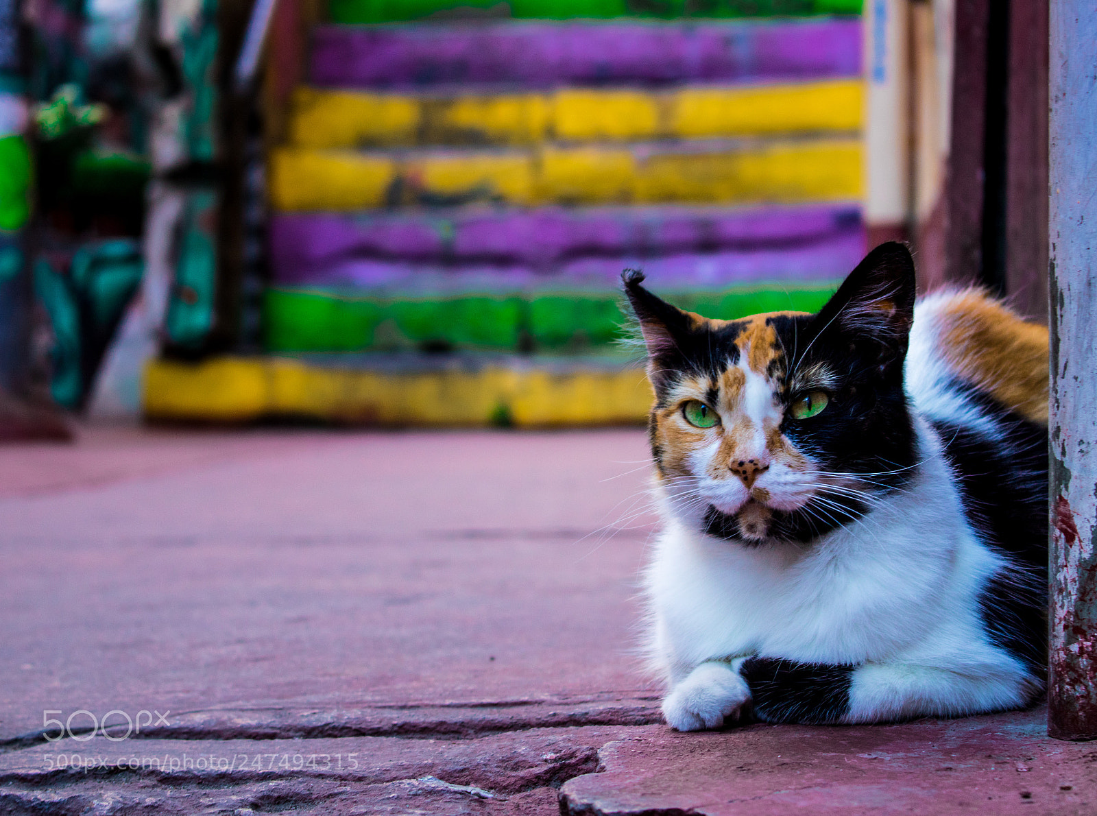 Canon EOS 750D (EOS Rebel T6i / EOS Kiss X8i) sample photo. Statu quo. photography