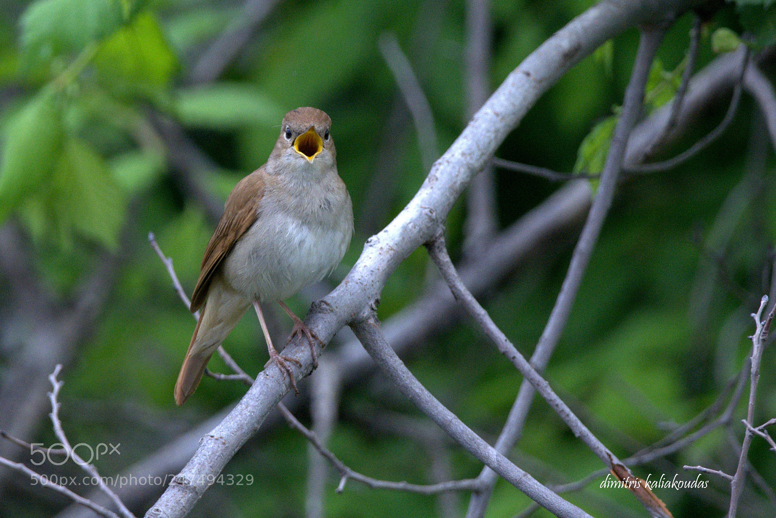 Nikon D7100 sample photo. Luscinia megarhynchos photography