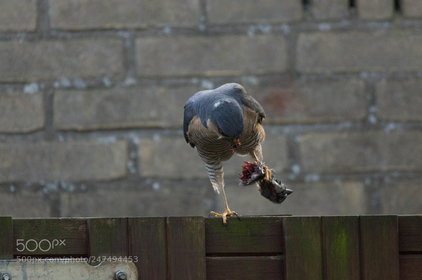 Sony SLT-A55 (SLT-A55V) sample photo. Sparrow hawk with prey photography