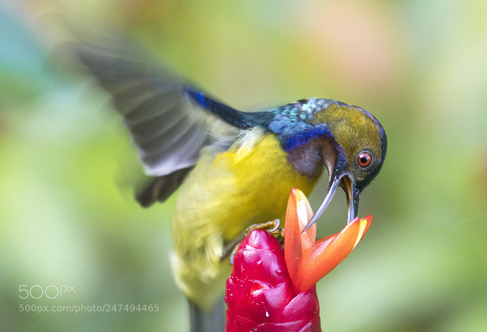 Nikon D500 sample photo. Brown-throated sunbird photography
