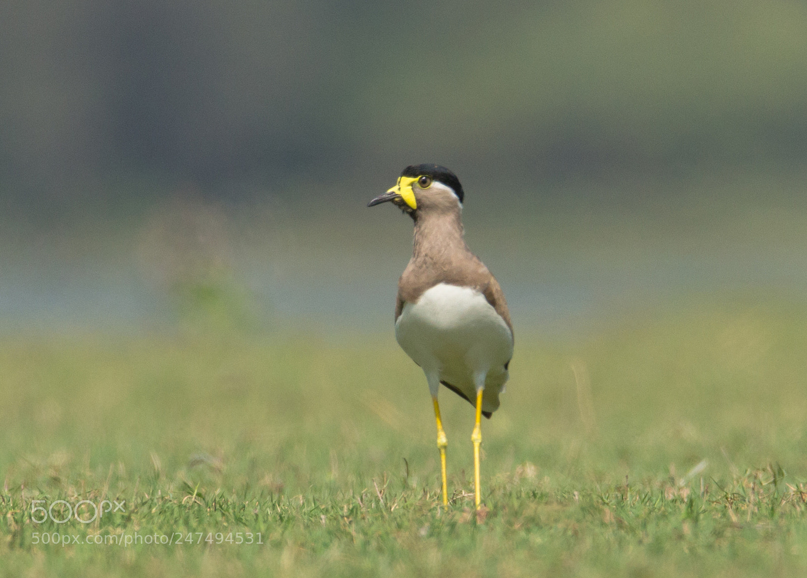 Canon EOS 700D (EOS Rebel T5i / EOS Kiss X7i) sample photo. Yello wattled lapwing photography