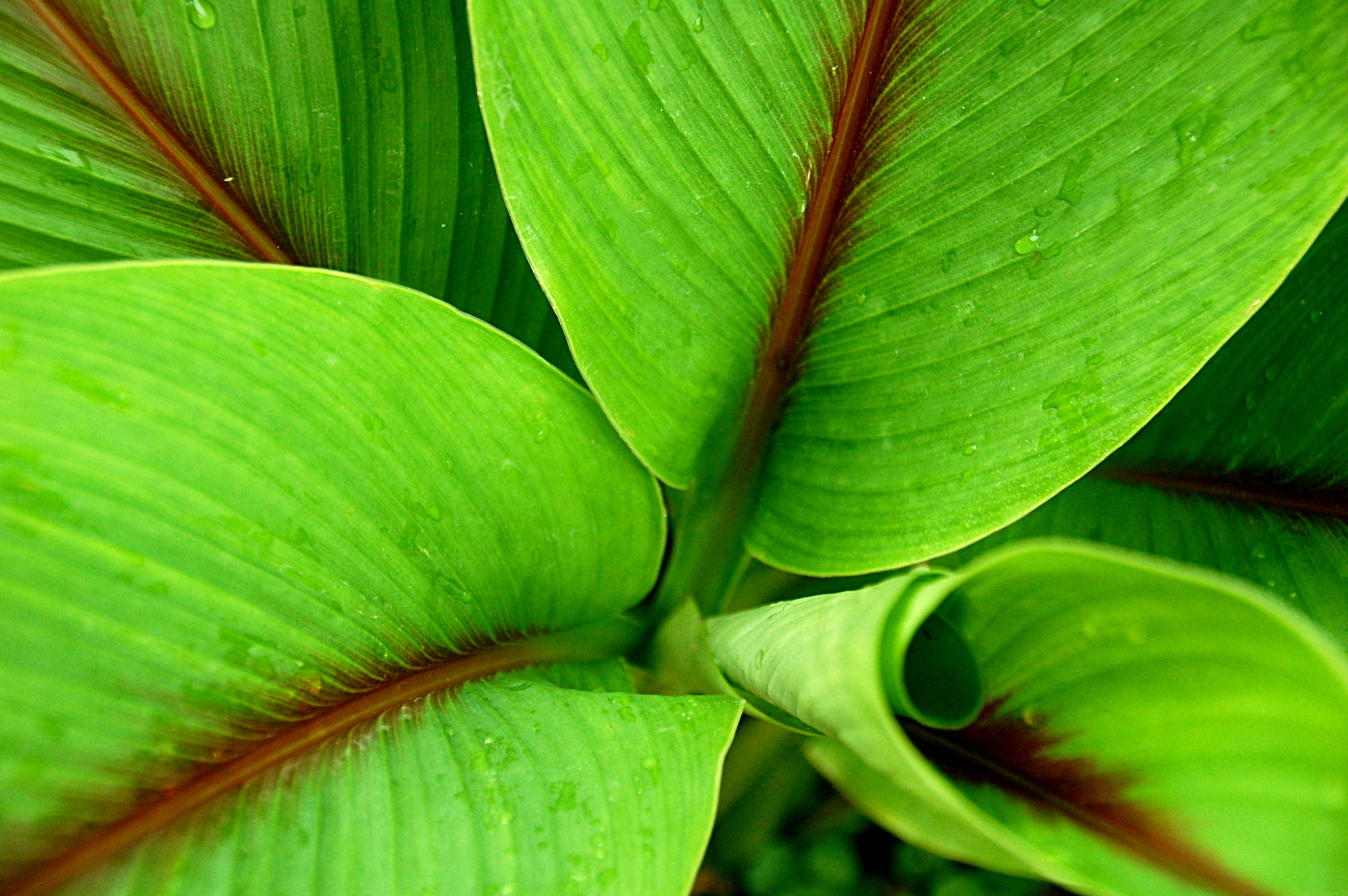 Nikon D40 sample photo