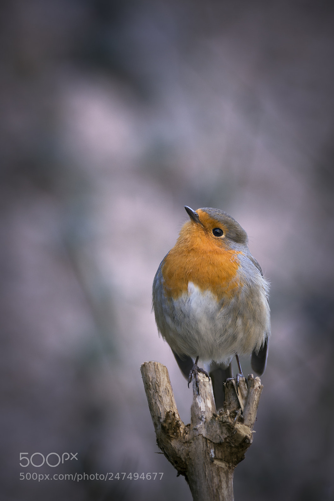 Nikon D7200 sample photo. Robin photography