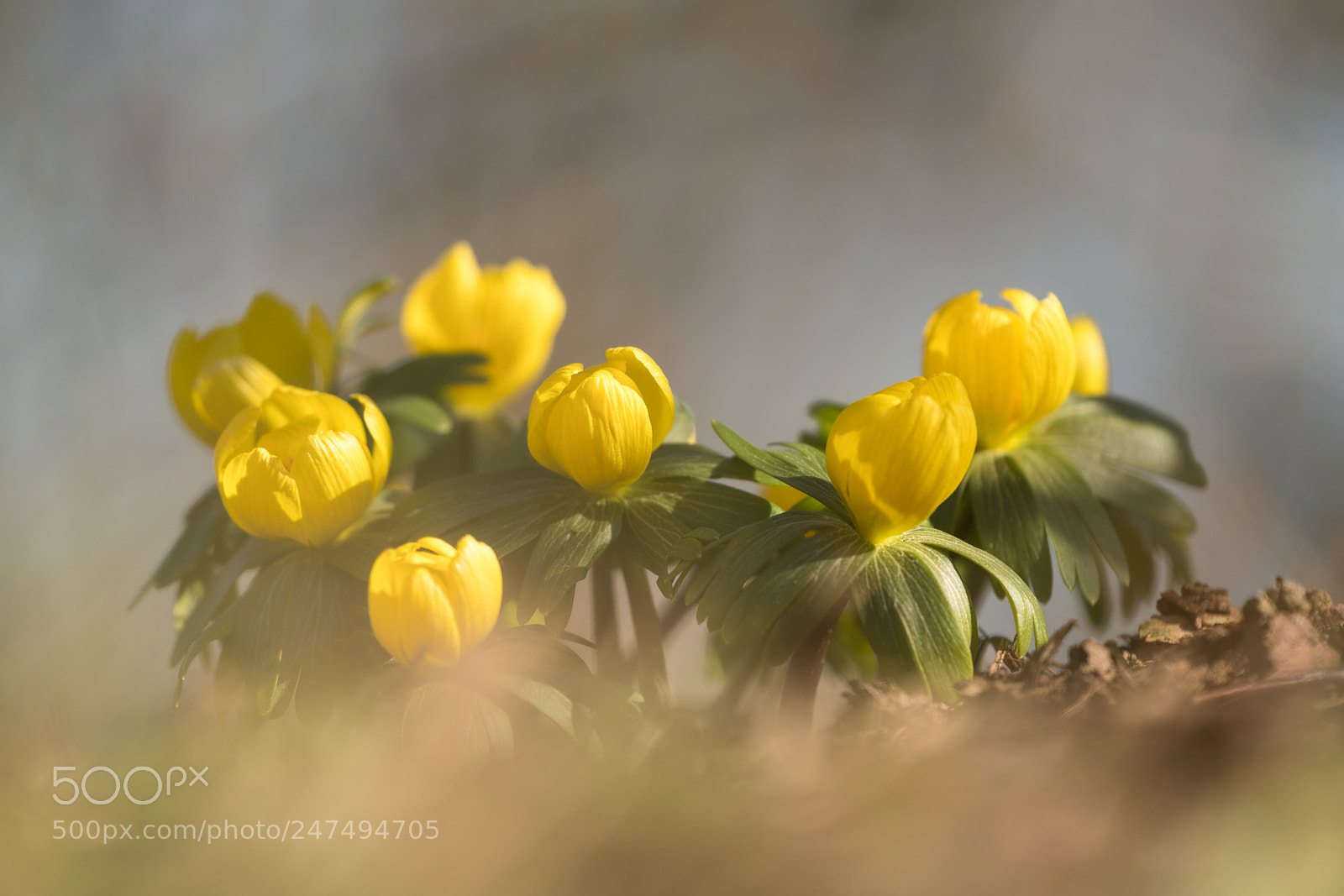Sony a7R II sample photo. Blooming photography