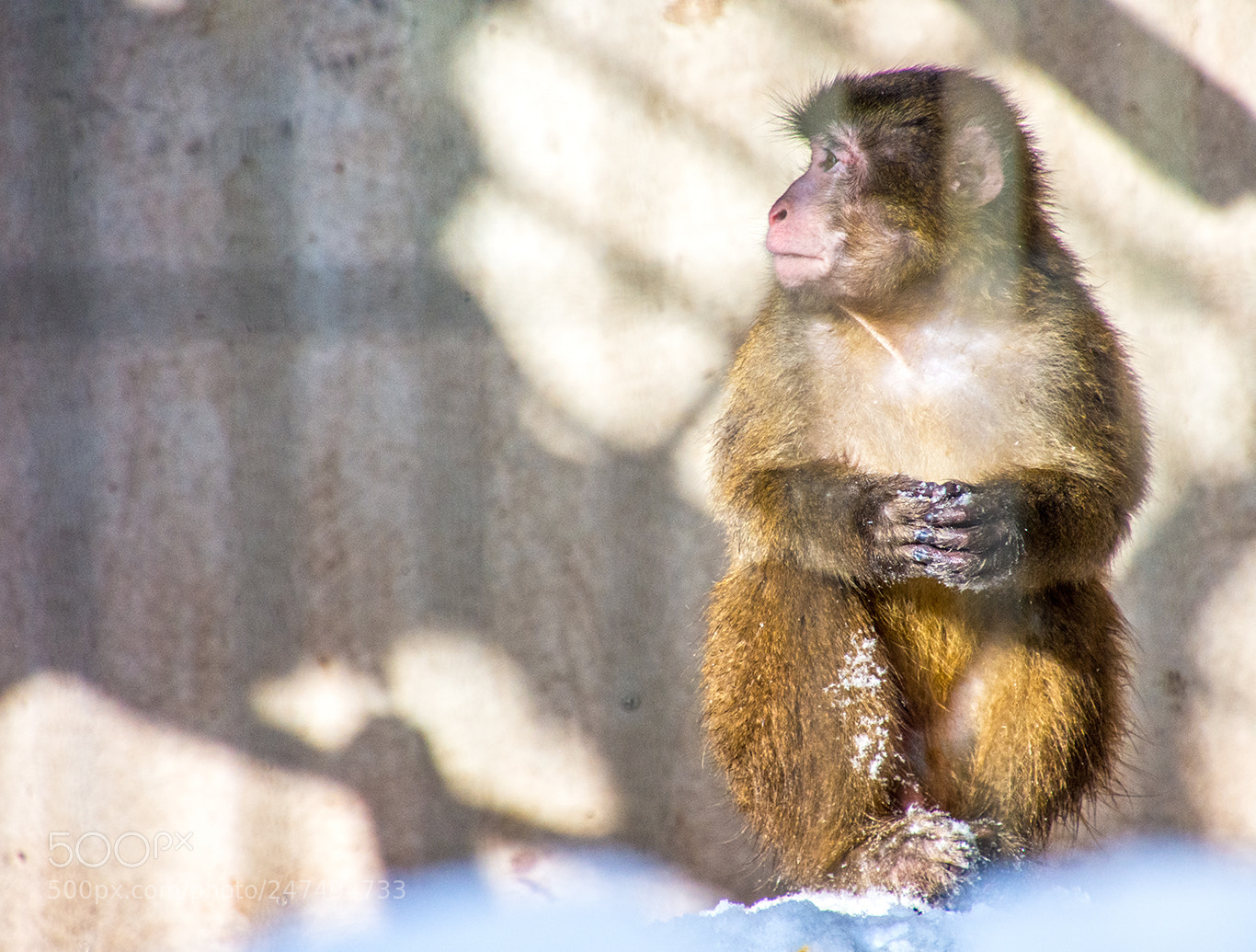 Nikon D7200 sample photo. Japanese macaque. photography