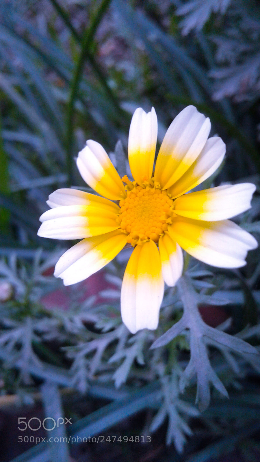 Samsung Galaxy J2 sample photo. Untitled photography