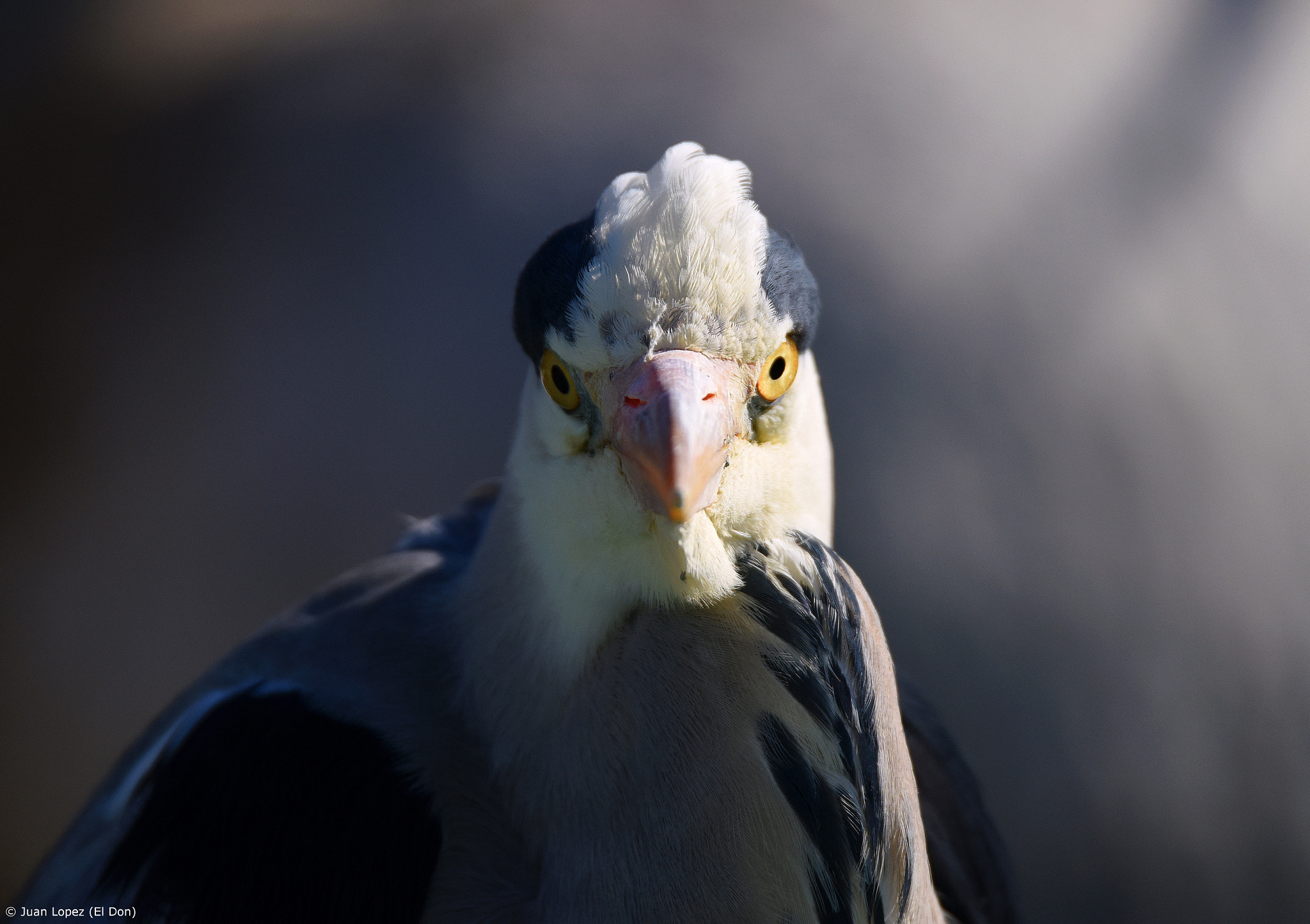 Nikon D810 + Sigma 150-600mm F5-6.3 DG OS HSM | S sample photo. Bird....heron...eye contact..!! photography