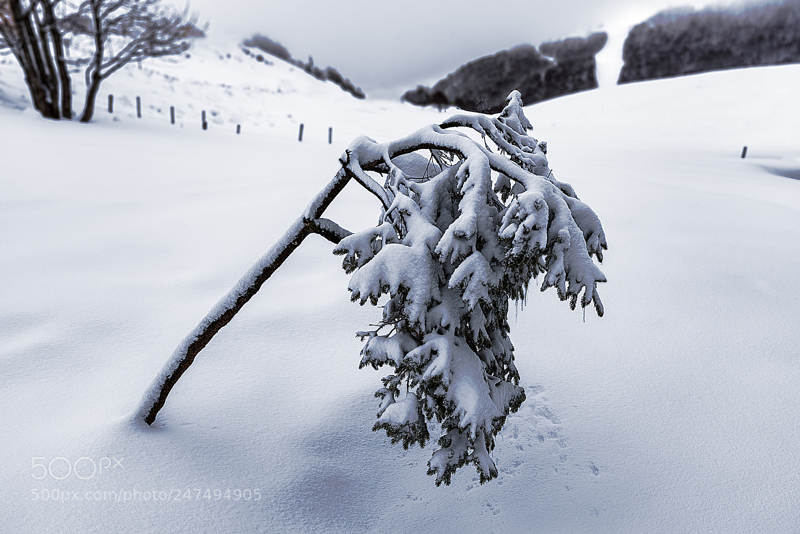 Nikon D810 sample photo. The weight of the photography