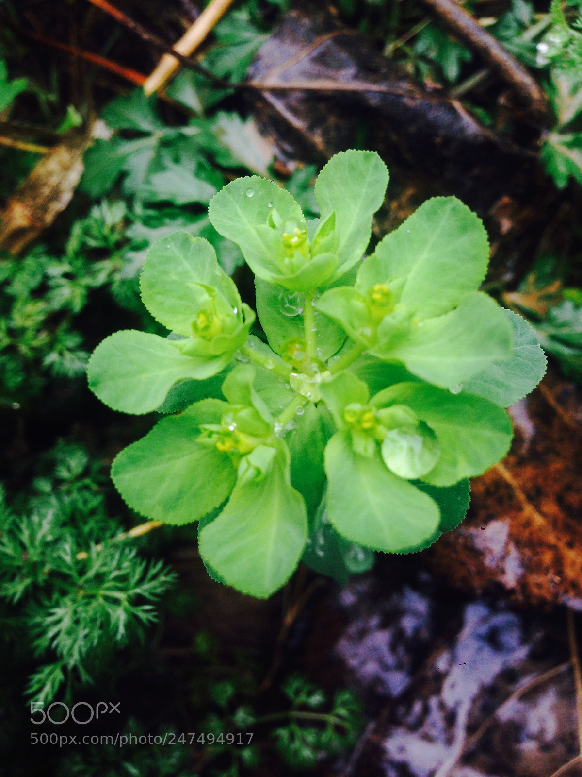 Apple iPhone 5 sample photo. Untitled photography