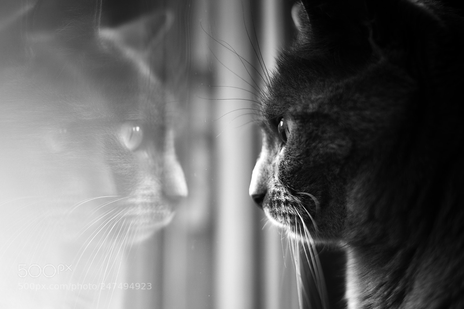 Nikon Df sample photo. Reflets photography