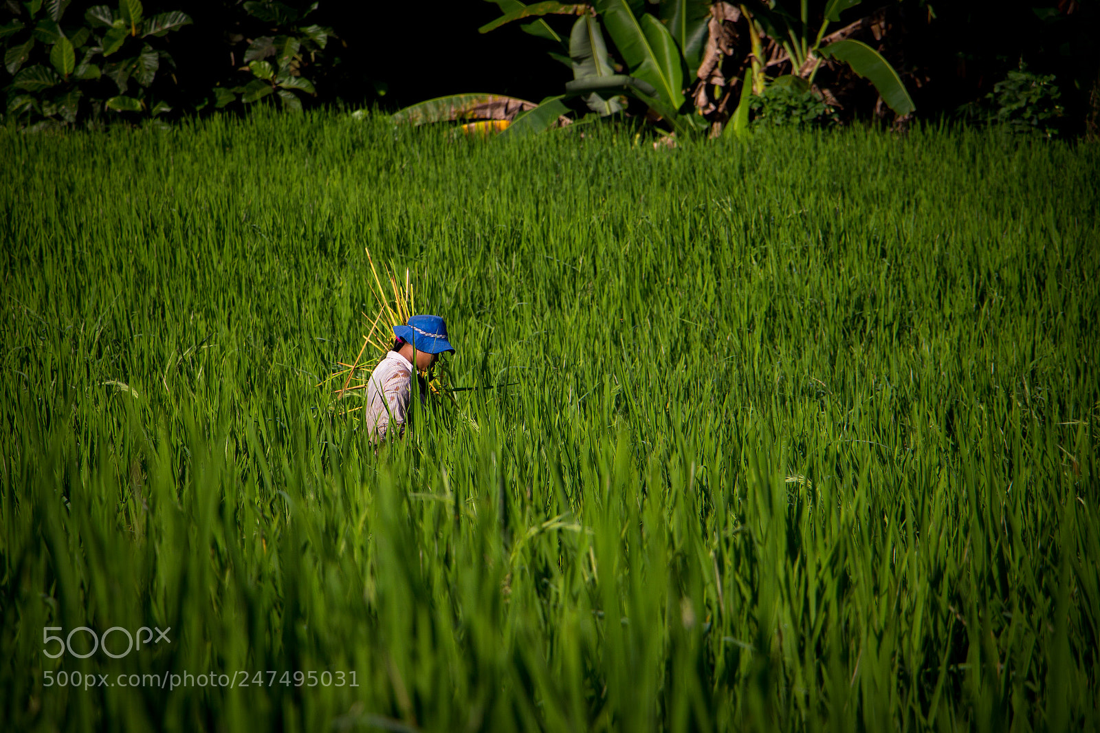 Canon EOS 700D (EOS Rebel T5i / EOS Kiss X7i) sample photo. Rice fields photography