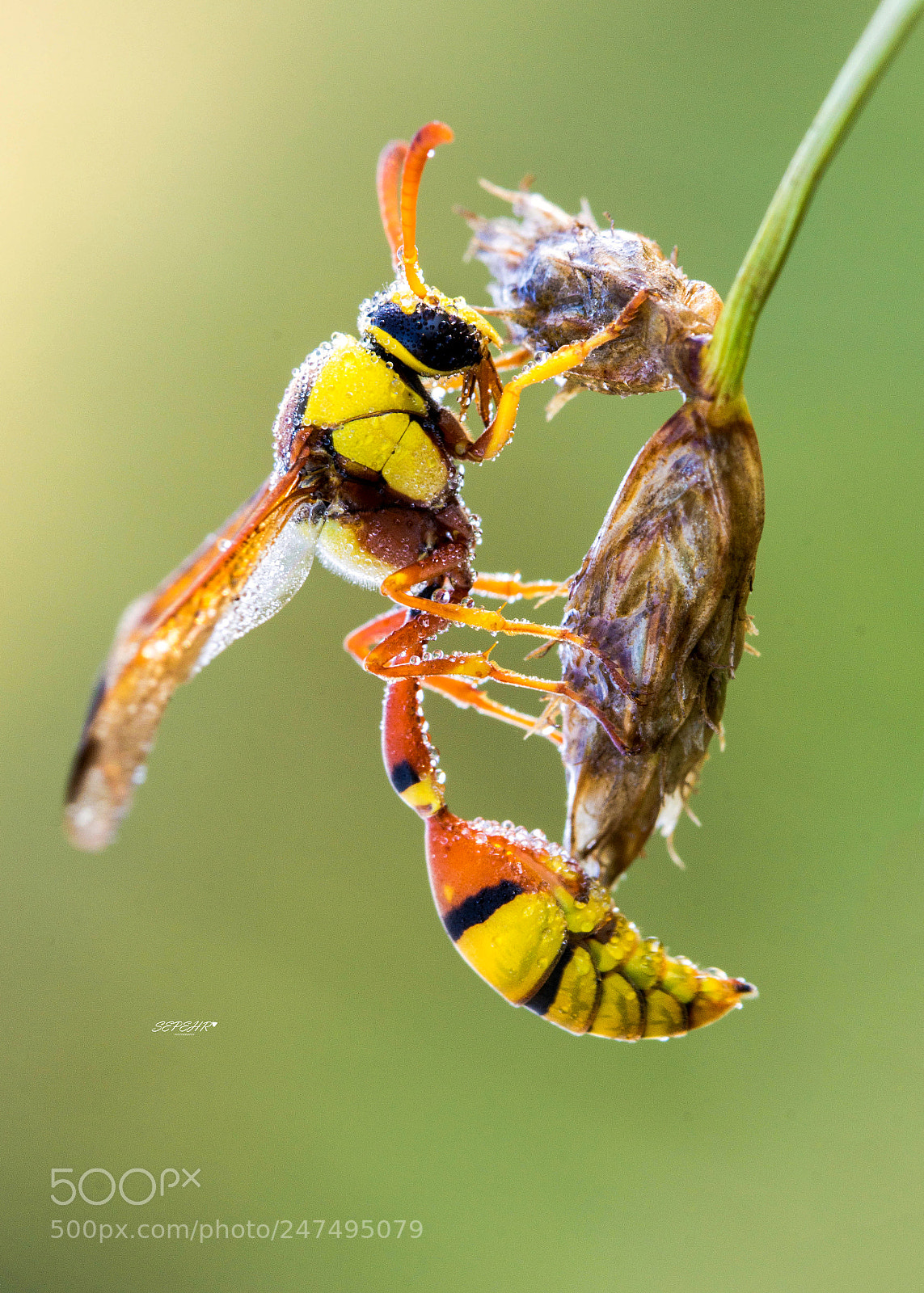 Nikon D7100 sample photo. Aramesh photography