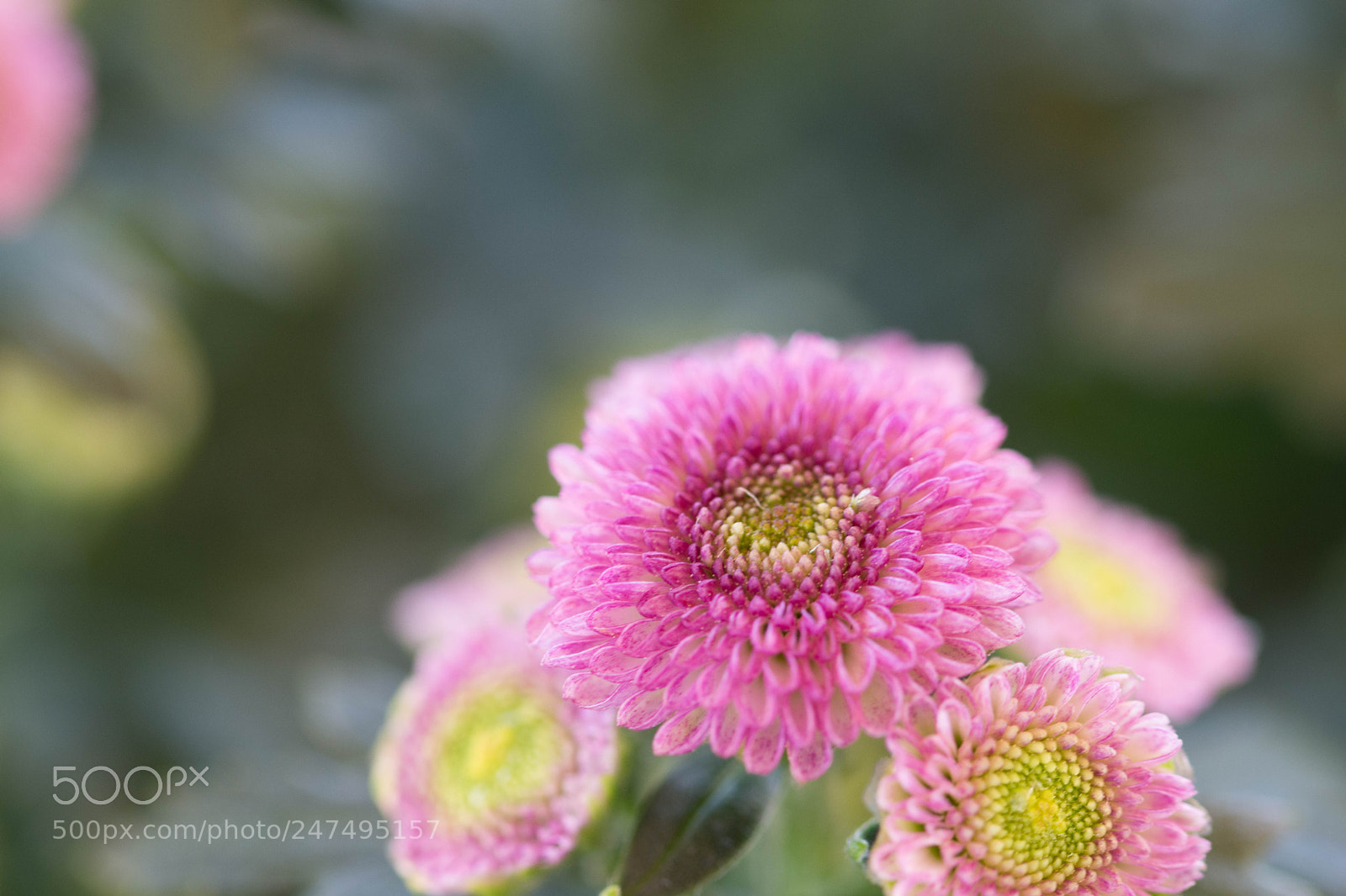 Nikon D7200 sample photo. Pink flower photography