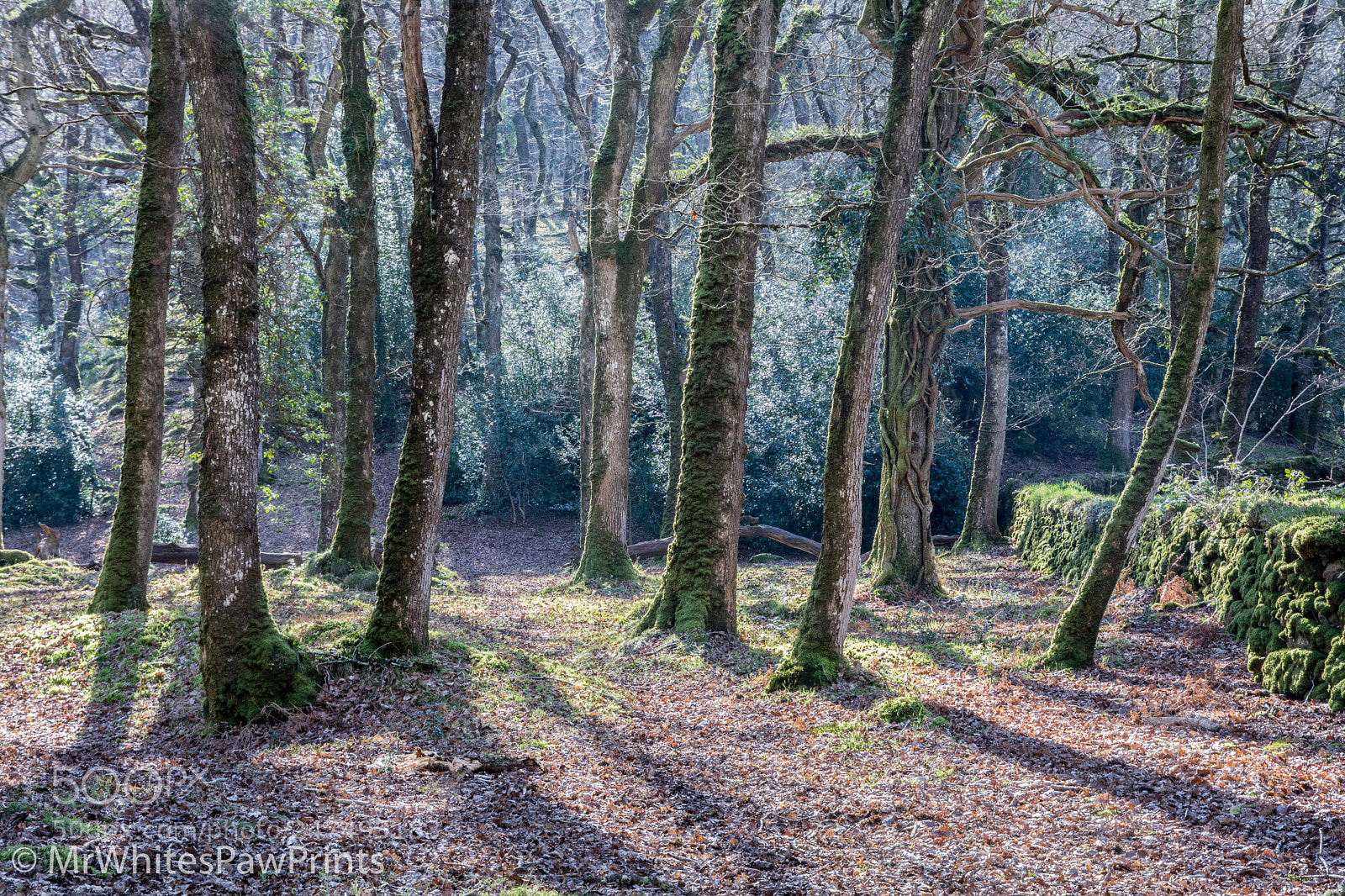 Nikon D7100 sample photo. Wonderful woods photography