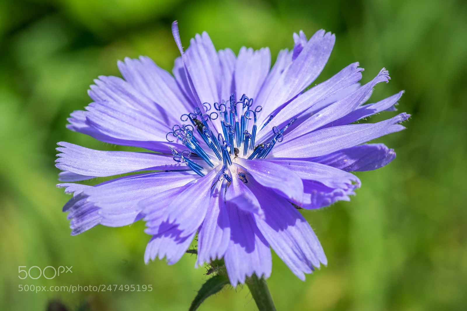Fujifilm X-T1 sample photo. Gew hnliche wegwarte cichorium photography