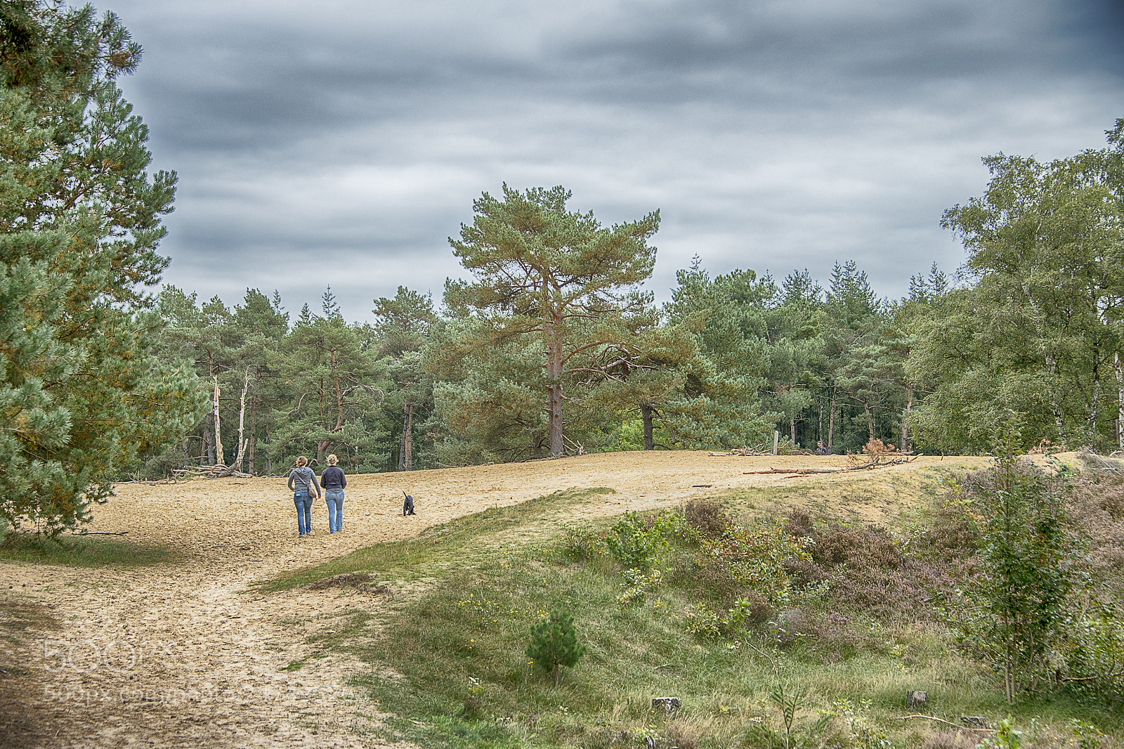 Nikon D850 sample photo. To take a walk photography