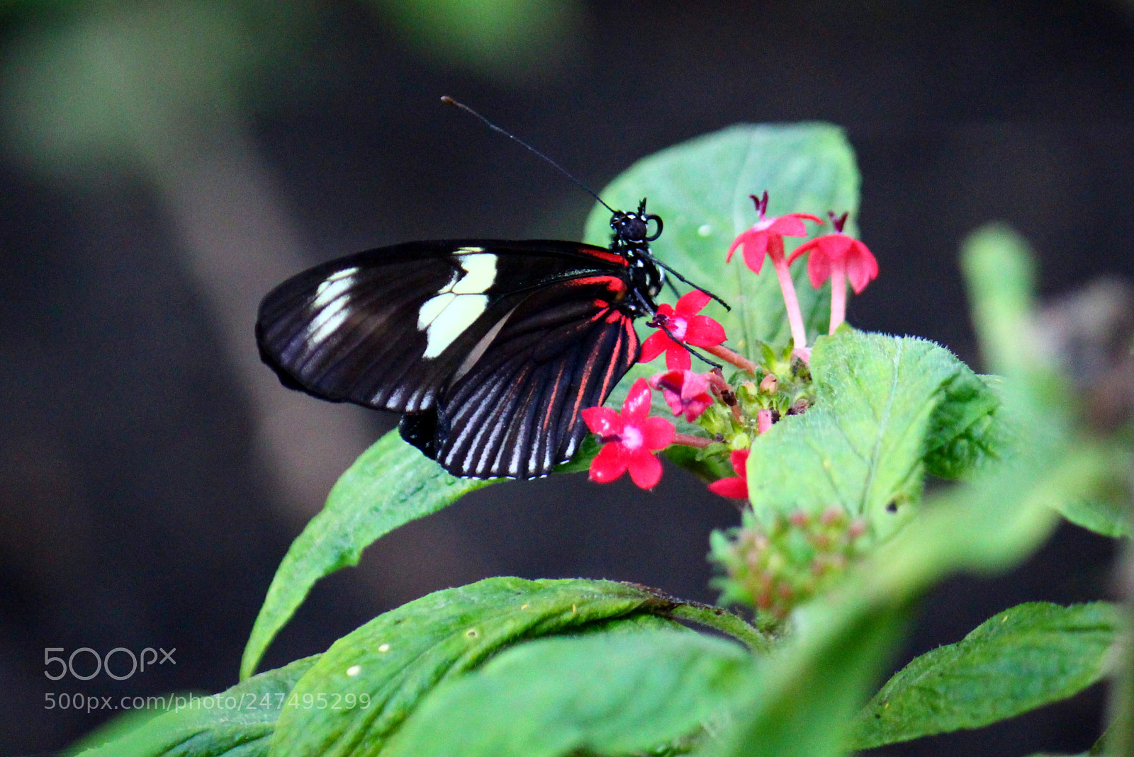 Canon EOS 700D (EOS Rebel T5i / EOS Kiss X7i) sample photo. Butterfly photography