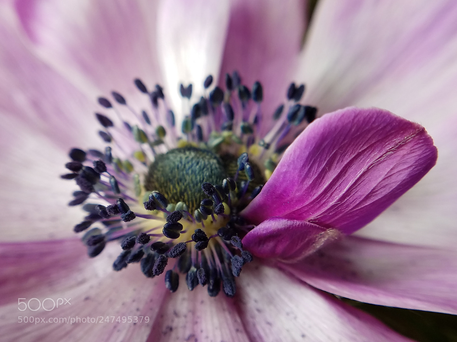 Samsung Galaxy S7 sample photo. Anemone photography