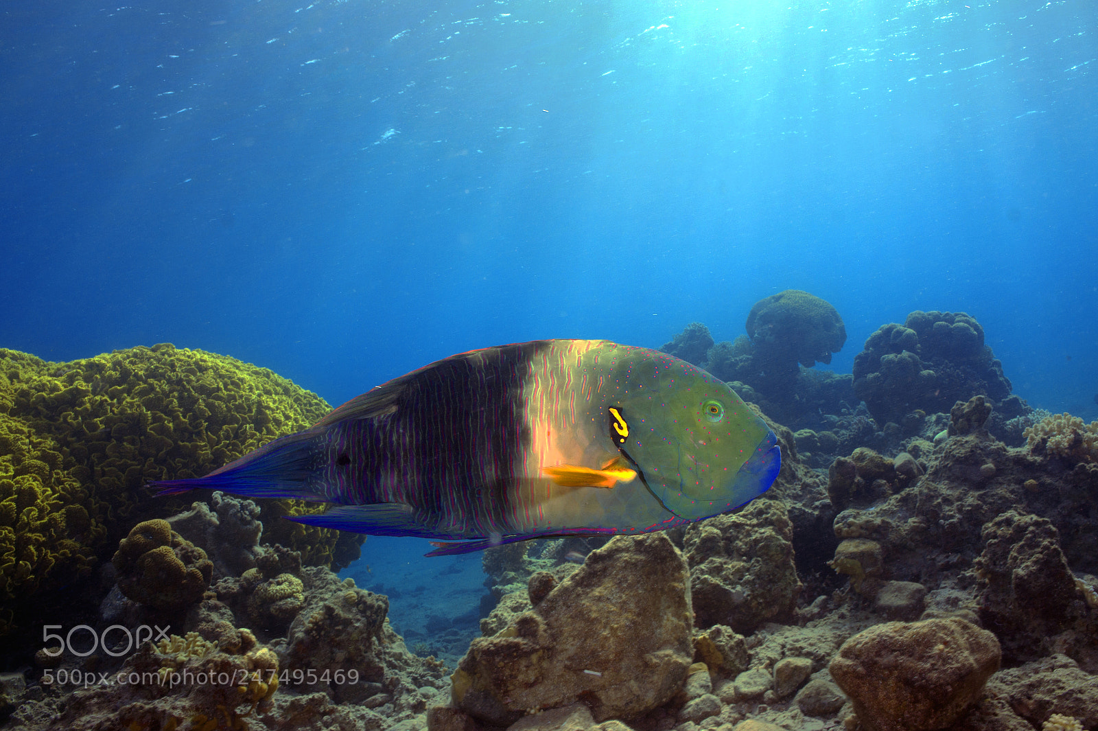 Sony Alpha NEX-5 sample photo. Red sea. eilat photography