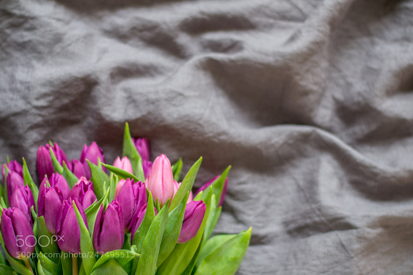 Nikon D3100 sample photo. Tulips photography