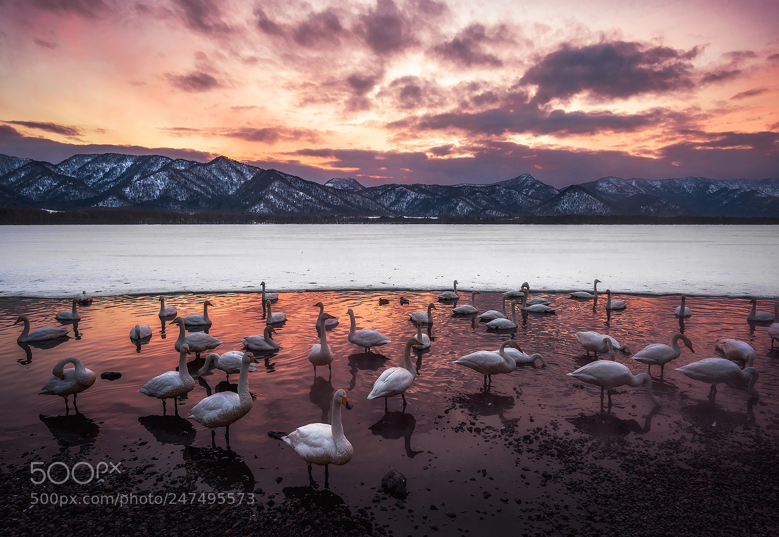 Nikon D810 sample photo. Swan by the lakeside photography