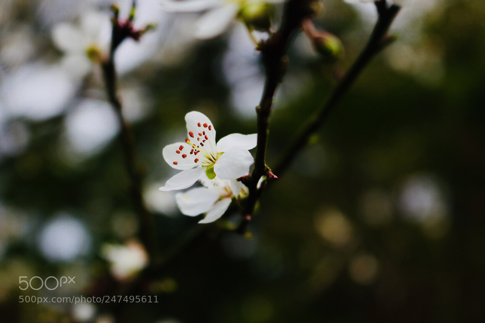Canon EOS 750D (EOS Rebel T6i / EOS Kiss X8i) sample photo. Blooming photography