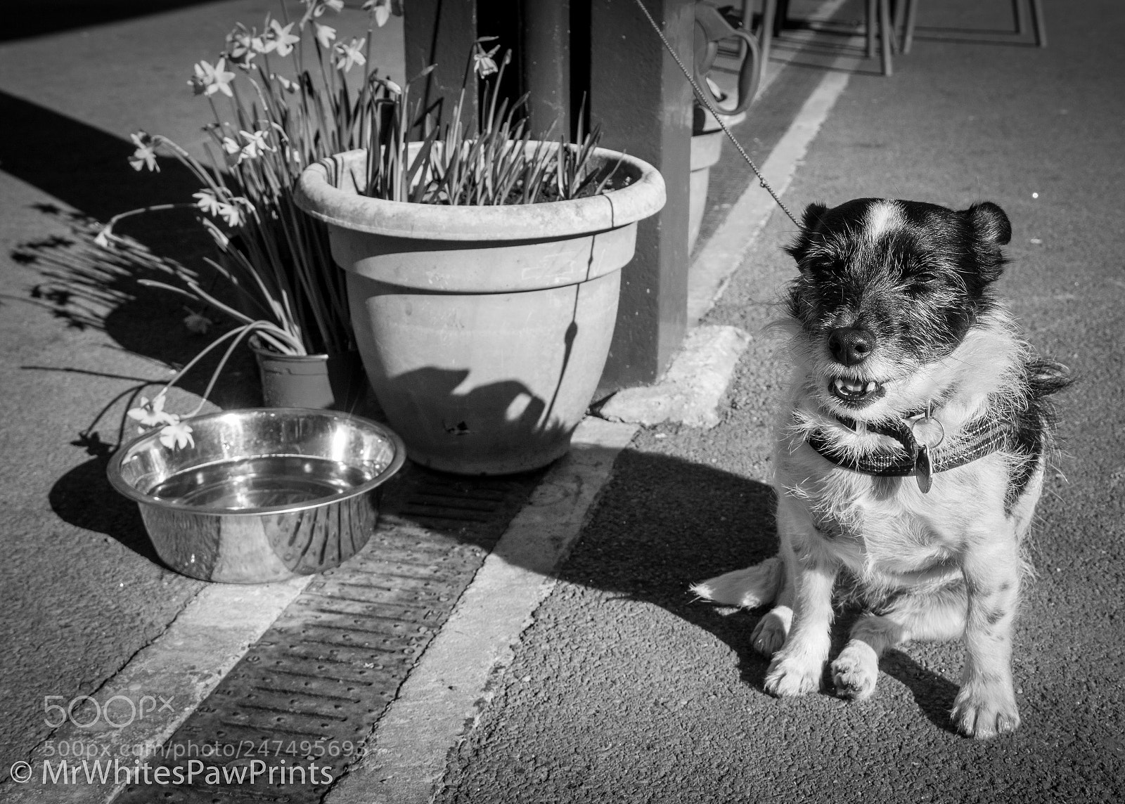 Nikon D7100 sample photo. Funny dog! photography