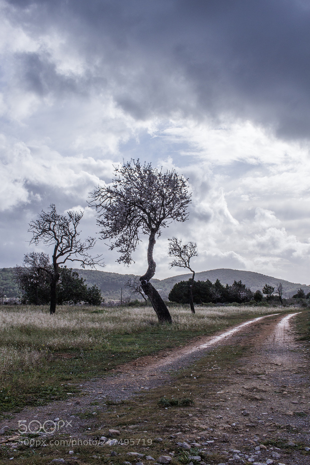 Canon EOS 100D (EOS Rebel SL1 / EOS Kiss X7) sample photo. The almond grove. photography